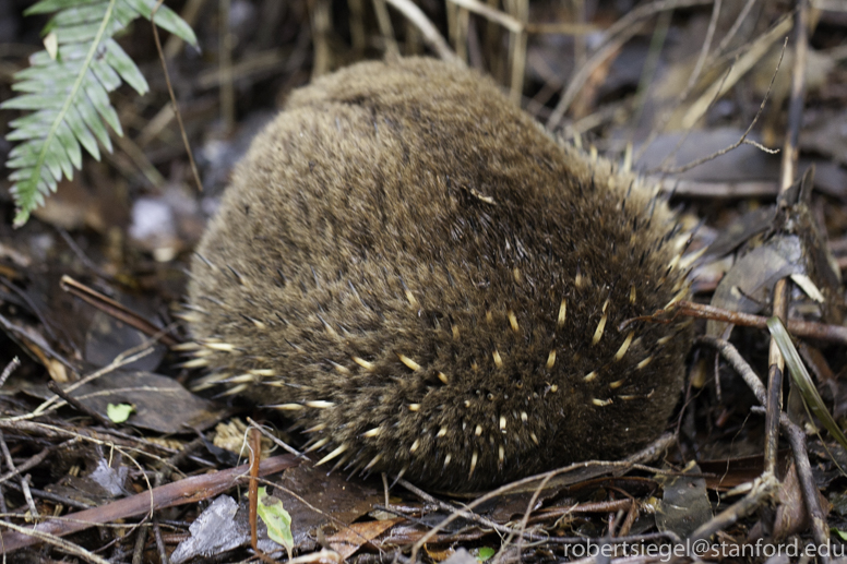 echidna